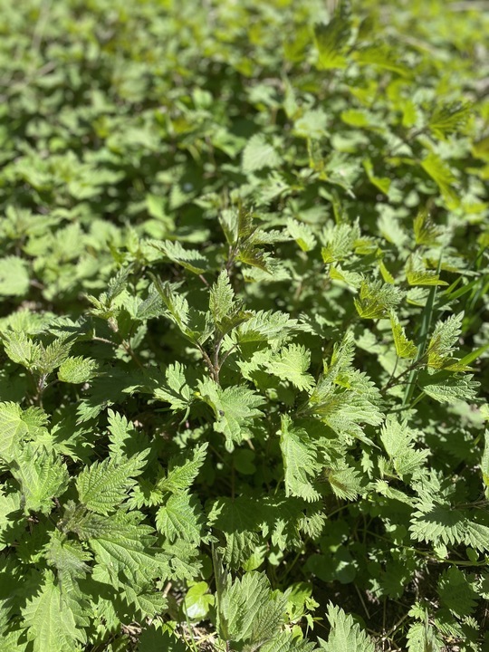 Brennnessel statt Superfood aus aller Welt – das heimische Powerfood entdecken