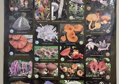 Poster Pilze CR