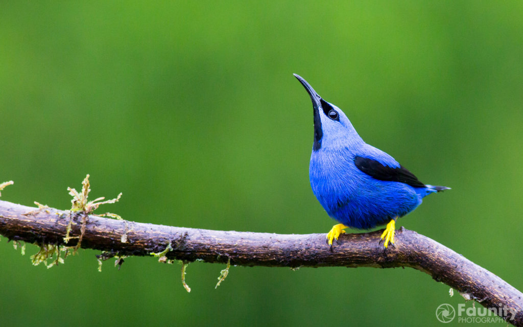 Faunity-Tierfotografie-Azur-Naschvogel-©-Stefan-Rother-Faunity-3926-1024x640 Stachelige Schmetterlingsraupe im Naturschutzgebiet Las-Brisas