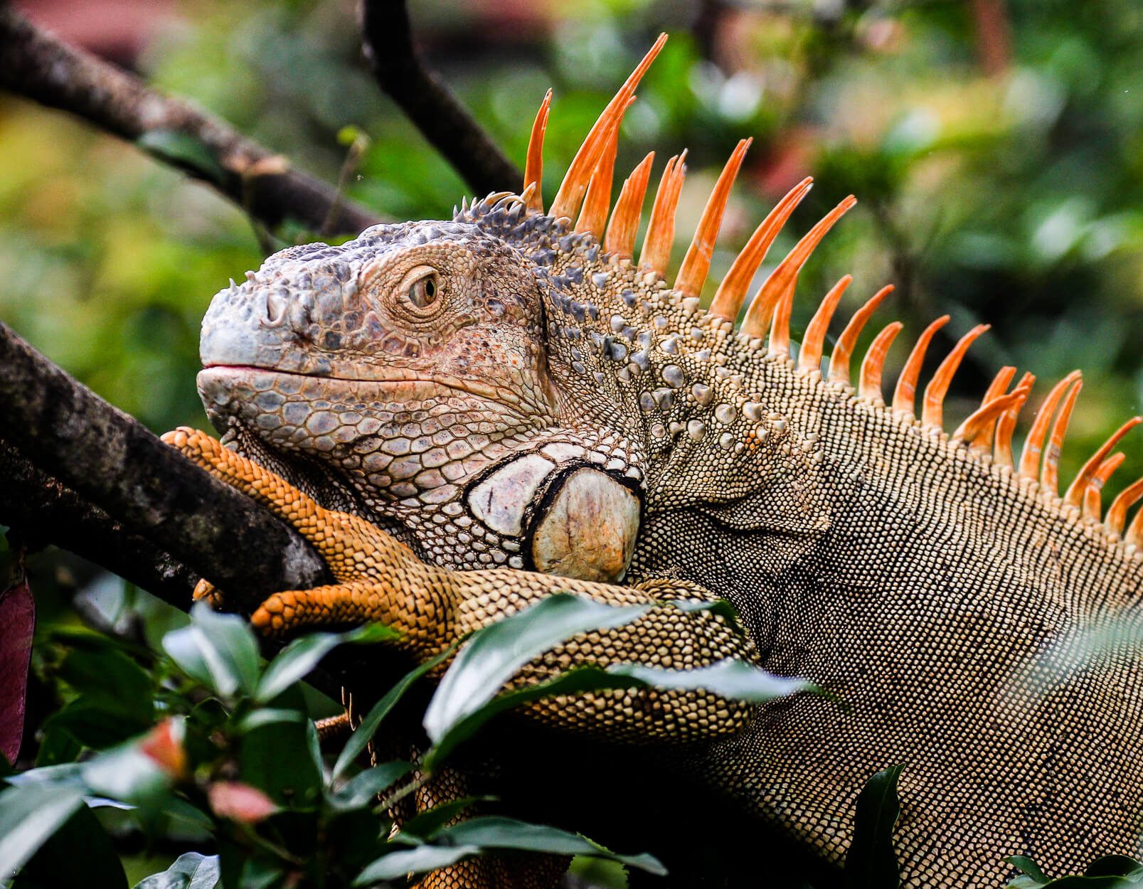 Faunity-Tierfotografie-Grüner-Leguan-Rio-San-Carlos-Costa-Rica-Copyright-Faunity-6308 Junger Kaiman in den Mangroven