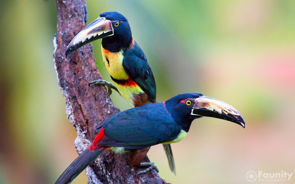 Faunity-Tierfotografie-Halsband-Arasaris-©-Stefan-Rother-Faunity-2992-1024x640 Cahuita Waschbären Costa-Rica