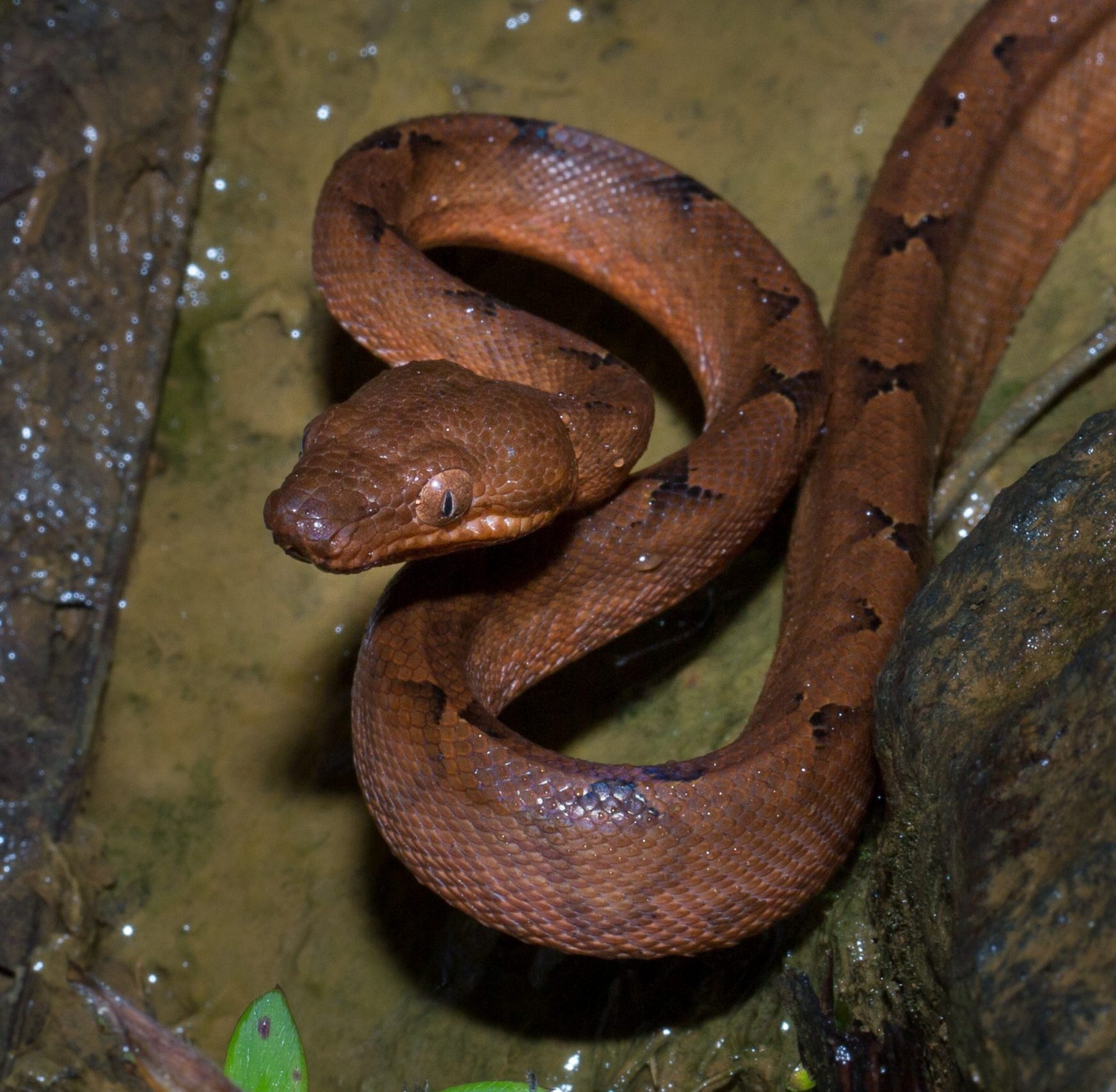Ringelboa_Faunity Goldene Seidenspinne großes Weibchen und kleines Männchen, Puerto-Viejo Costa-Rica
